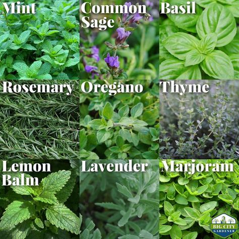 Lamiaceae Family, Herbs Healing, Save Seeds, Have A Great Friday, Urban Farmer, Culinary Herbs, Lemon Lavender, Marjoram, Organic Farming