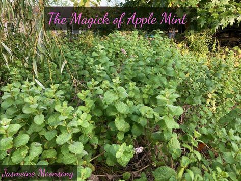 Apple Mint Plant, Mint Plant Uses, Tummy Tea, Dried Potpourri, Apple Mint, Bobbing For Apples, Moon Song, Mint Plants, Healing Spells