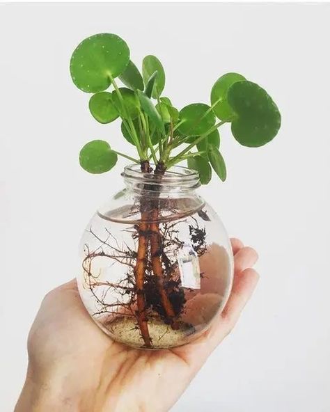 Money Plant In Water, Hydro Plant, Water Plants Indoor, Money Plants, Plants Grown In Water, Water Propagation, Water Garden Plants, Tanaman Air, Plant Display Ideas