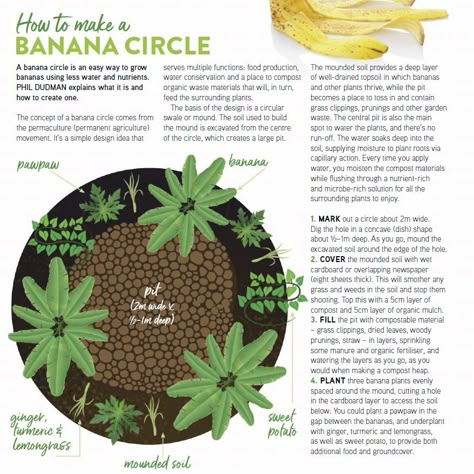 Banana Circle Permaculture, Tropical Permaculture Design, Banana Tree Guild, Permaculture Florida, Banana Circle, Tropical Permaculture, How To Grow Bananas, Food Forest Garden, Guerrilla Gardening