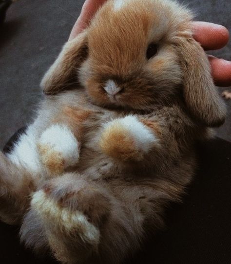 Bunny Rabbit Aesthetic, Dark Brown Bunny, Bunny Cutest Aesthetic, Brown Rabbit Aesthetic, Dark Bunny Aesthetic, Brown Bunny Aesthetic, Rabbit Aesthetic Dark, Rabbit Aesthetic Wallpaper, Rabbits Aesthetic