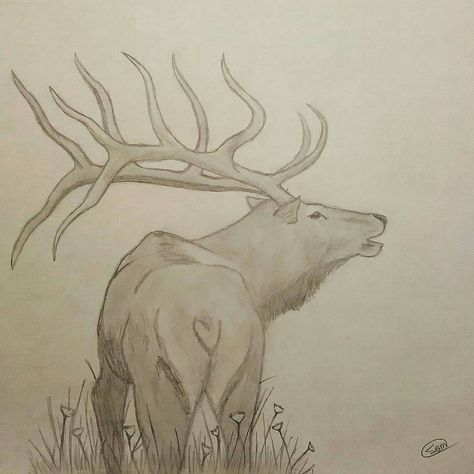 WIP sketch of a beautiful elk picture posted by @huntingthenorthwest  on instagram.  Drew this in about 15 minutes . hope ya like it! Elk Head Drawing, Elk Sketch, Country Drawings, Water Eyes, Elk Drawing, Elk Pictures, Elk Head, Random Dump, Head Drawing