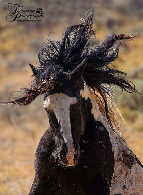 Blue Roan, Wild Mustangs, The First Americans, Wild Horse, American Spirit, Great Tattoos, Living History, Horse Coloring, Horse Painting