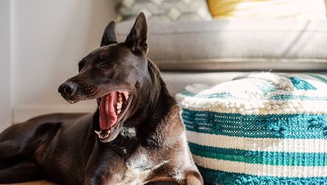 Busy Images, Cozy Couch, Easy Backdrops, Indoor Photography, Indoor Pets, Pet Photographer, Great Backgrounds, Out Of Focus, Pet Photography