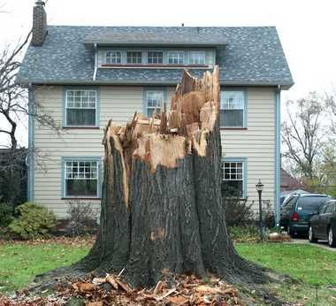 What to do a terrible storm left your trees damaged and leaning. Young trees can be saved. Beyond Repair, Elm Tree, Urban Forest, Tree Pruning, Tree Removal, Power Lines, Commercial Buildings, Ancient Tree, Tree Stump