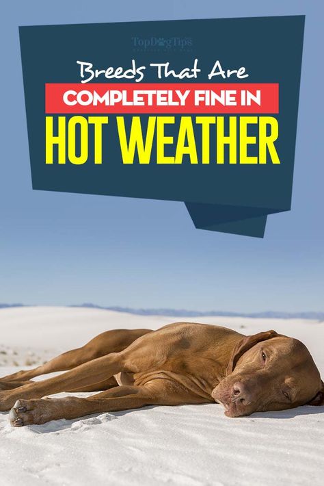 9 Best Dog Breeds for Hot Weather Dog Breeds That Dont Shed, Scorching Sun, Vizsla Dogs, Dog List, Dog Tips, Adopt A Dog, Dog Projects, Best Dog Breeds, Types Of Dogs