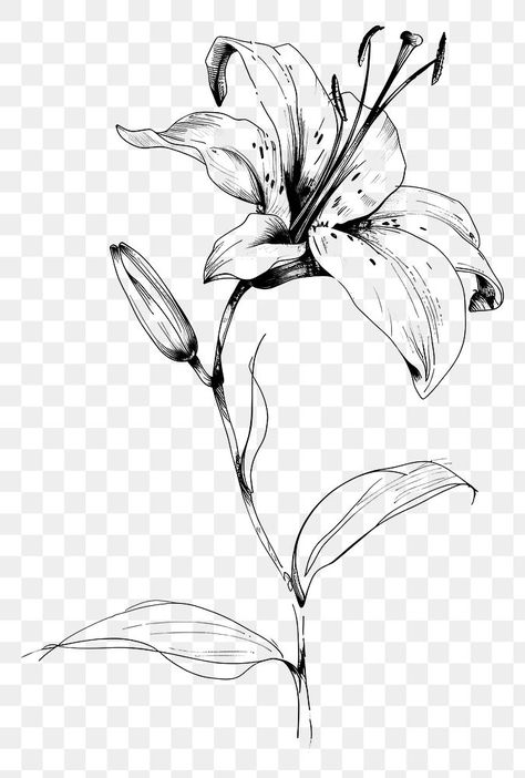 Lily Pencil Drawing, Lily Flower Line Art, Single Flower Drawing, Line Art Lily, Lily Flower Sketch, Lily Line Art, Lily Flower Drawing, Lily Sketch, Lily Drawing