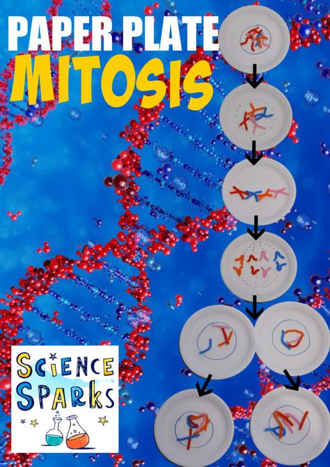 Meiosis Activity, Mitosis Activity, Stages Of Mitosis, Mitosis And Meiosis, Biology For Kids, Cell Model, Dna Model, Cell Cycle, Cell Division