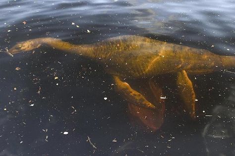 Morag, the monster of Loch Morar.  This large and elusive female is said to have attacked two fishermen in August 1969. They saw a creature described as around 30ft long with rough brown skin, three large humps and a snake-like head. Loch Morar is even deeper than Loch Ness, more than 1000ft in places.. Monster Aesthetic, Paranormal Investigator, Monster Legends, Legends And Myths, Creepy Pictures, Loch Ness Monster, Loch Ness, Sea Monsters, Fantasy Creatures