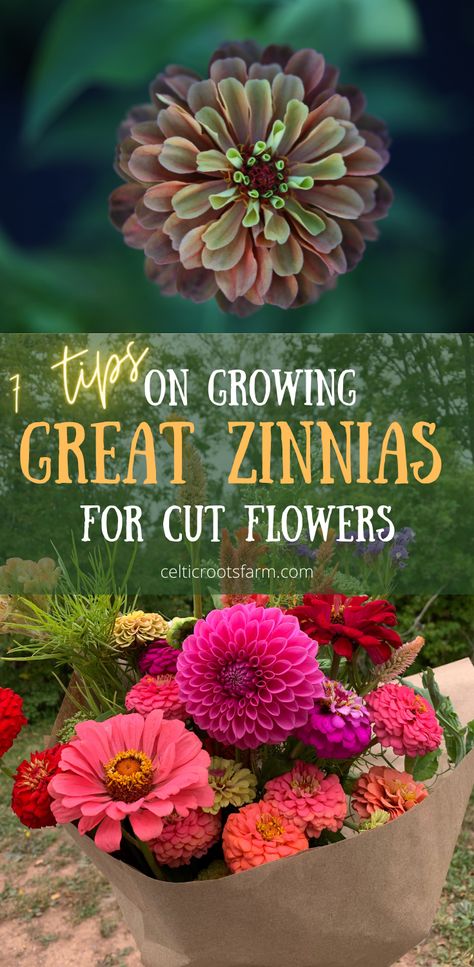 two pictures, one of a close up of an orange and multi coloured zinnia, the second of a bouquet filled with mostly zinnias Growing Zinnias, Flower Garden Layouts, Zinnia Garden, Growing Cut Flowers, Cut Flower Farm, Zinnia Flowers, Flower Farmer, Cut Flower Garden, Annual Flowers