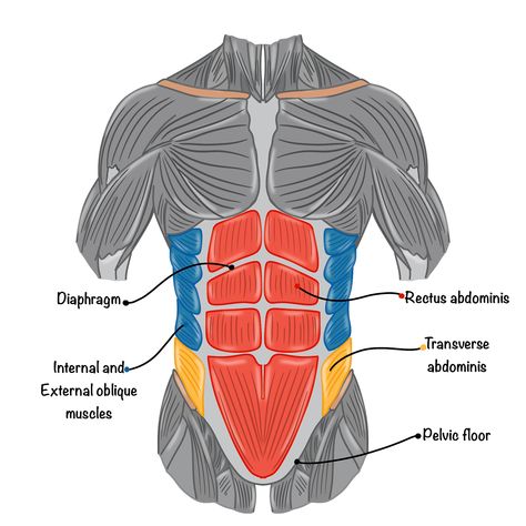 Muscles of Abdomen and Back for a Fitness App Abdomen Muscles Anatomy, Ab Muscles Anatomy, Abdominal Muscles Anatomy, Abs Muscles, Yoga Muscles, Medical Illustrations, Sports Science, Latissimus Dorsi, Muscle Anatomy