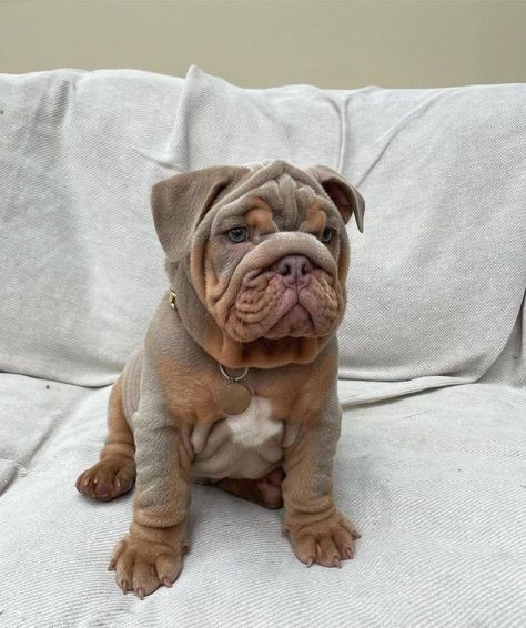 British Bulldog Puppies, Bulldog Aesthetic, Australian Bulldog, Bulldogs English, American Bully Dog, Cute Bulldog Puppies, Dog Bulldog, Bulldog Breeds, Very Cute Puppies