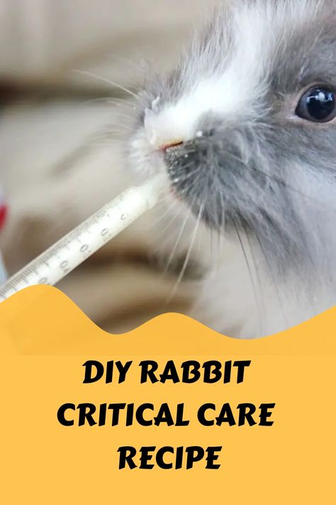 Rabbit Treats Recipe, Bunny Enrichment, Rabbit Health, Rabbit Farming, Infused Treats, Show Rabbits, Rabbit Pen, Rabbit Stuff, Outdoor Rabbit Hutch