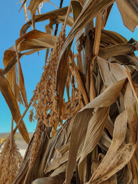 Corn husk 
October aesthetic 
Fall aesthetic Cornbread Aesthetic, Cornucopia Aesthetic, Husk Aesthetic, Millie Aesthetic, Corn Aesthetic, Aesthetic October, Fantasy High, Corn Husk, Aesthetic Nature