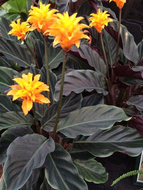 Calathea Crocata, Dark Tropical, Low Light House Plants, Balinese Garden, Indoor Plants Low Light, Low Light Indoor Plants, Goth Garden, Hgtv Garden, Calathea Plant