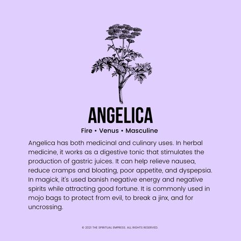 The Healing & Metaphysical Properties Of Angelica Root Angelica Root Magical Properties, Witchy Herbs, Angelica Root, How To Relieve Nausea, Gastric Juice, Mojo Bags, Herbal Medicine, Negative Energy, Meant To Be