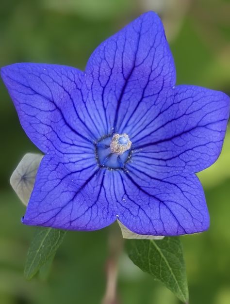 Good morning! Have a great weekend 🙂 #balloonflower #floweringplant #platycodon #chinesebellflower #blue #blueflower #nature #peacefulness #relaxation Balloon Flowers, Blue Flowers, Good Morning, Planting Flowers