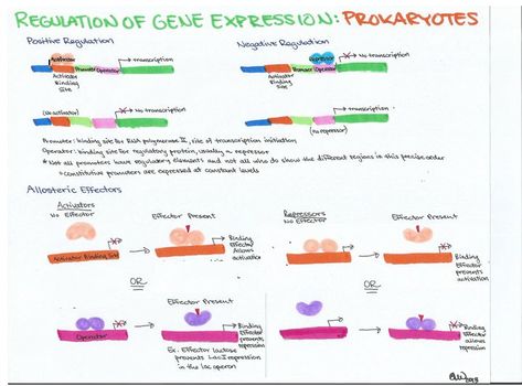 Genetics Study Guides – Ashley's Biology Study Guides Gene Expression Notes, Lac Operon, Neet 2023, Woman In Stem, Glow Up Board, Science Tips, Usmle Step 1, Bio Notes, Study Medicine