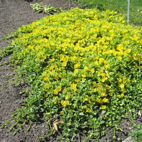 Lysimachia nummularia 'Moneywart' Lysimachia Nummularia, Working Mom Tips, Health Podcast, Annual Flowers, Ground Cover, Archipelago, Urban Garden, Home Remedies, Garden Landscaping