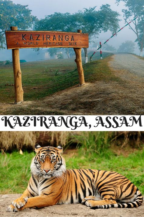 Kaziranga National park, One of the most sought-after wildlife holiday destinations in India. The park was declared as a World Heritage Site by UNESCO. It is sprinkled with elephant-grass meadows, swampy lagoons, dense forests and Indian one-horned rhinoceros. Assamese Culture, Kaziranga National Park, Holiday Destinations In India, Pune City, Brahmaputra River, Mystical Nature, Types Of Forests, India Tourist, India Travel Guide