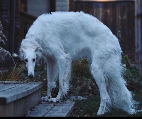 Borzoi Dog, Pretty Dogs, Pretty Animals, Laugh Out Loud, Silly Animals, Arte Fantasy, Animal Photo, Creature Design, 귀여운 동물