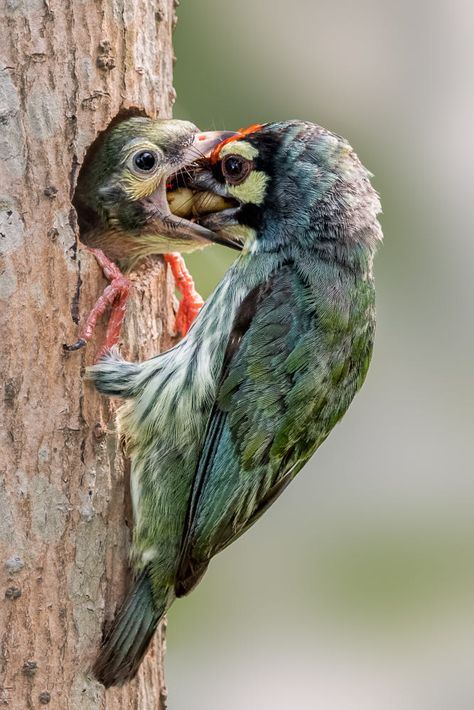 Bird Eating, Bird Costume, Birds Nests, Bird Nests, Amazing Birds, Woodpeckers, Birds Nest, Birds And Butterflies, Animal World