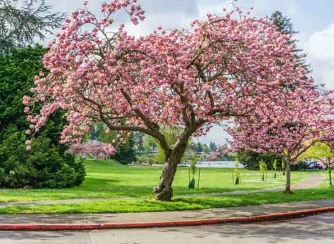 Prunus 'Kanzan' (Japanese Flowering Cherry) Seattle Hikes, Prunus Serrulata, Weeping Cherry Tree, Spring Display, Bigleaf Hydrangea, Flowering Cherry Tree, Waterwise Garden, Cherry Trees, Ornamental Trees