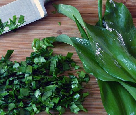 How to find, pick, and use Wild Garlic in fresh spring dishes. This delicious wild edible is a must-have for any wild food forager. Sprouting Broccoli, Garlic Flower, Natural Christmas Wreaths, Food Foraging, Garlic Pizza, Wild Food Foraging, Spring Dishes, Growing Garlic, Garlic Noodles