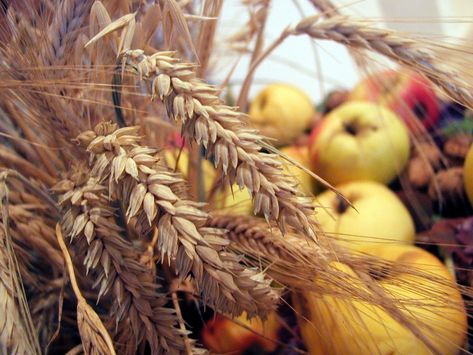 Free Harvest Thanks Giving Stock Photo - FreeImages.com Harvest Aesthetic, Yellow Cottagecore, Greek Pantheon, Jesus Heals, Cozy Aesthetic, Harvest Time, Witch Aesthetic, Fall Feels, Greek Gods