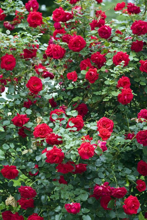 Climbing Roses Trellis, Red Climbing Roses, Rose Plant Care, Rose Belle, Rose Flower Wallpaper, Meteor Garden 2018, Beautiful Red Roses, Wallpaper Nature Flowers, Beautiful Flowers Garden