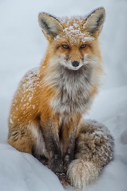 Renard Portrait Tips, Wildlife Wallpaper, Colorado Rocky Mountains, Amazing Animal Pictures, Foxes Photography, Fox Pictures, Wildlife Photographer, Fox Illustration, Animals Amazing