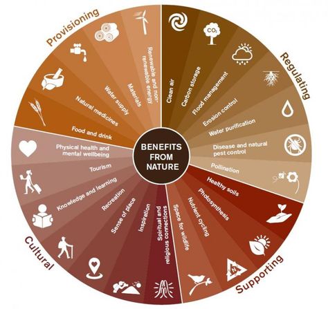 Ecosystem services - nature’s benefits | NatureScot Nature Benefits, Health Infographic, Ecosystem Services, Nutrient Cycle, Non Renewable Energy, Nature Tourism, Mental Wellbeing, Water Purification, Improve Mental Health