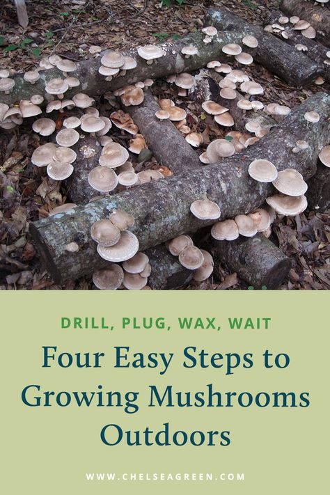 Grow your own mushrooms outdoors with this simple four step tutorial from Tradd Cotter, author of Organic Mushroom Farming and Mycoremediation. All you need is a log, some mushroom starter, and a couple basic tools and you are on your way to producing gourmet mushrooms for years to come. To demonstrate how easy it is, Cotter shows you how to inoculate a log in just 60 seconds: www.chelseagreen.com/2020/drill-plug-wax-wait-four-simple-steps-growing-mushrooms-outdoors Mushroom Logs How To Grow, Mushroom Log Garden, Growing Mushrooms On Logs, Outdoor Mushroom Garden, Growing Mushrooms At Home Diy, Growing Mushrooms Outdoors, Mushroom Farming At Home, Mushrooms Cultivation, Mushroom Starter