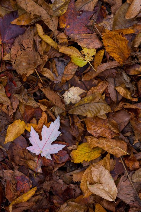 Leaf Pictures, Pictures Of Leaves, Leaves On The Ground, Leaf Photography, Colour Story, Music Collage, Cozy Moments, Islamic Artwork, Forest Floor