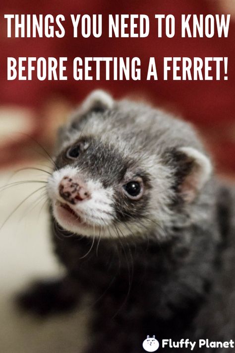 Ferret proofing your home What Do Ferrets Eat, Ferret Diy, Ferrets Care, A Ferret, Otters Cute, Pet Ferret, Cute Ferrets, Reptiles Pet, Pet Hacks