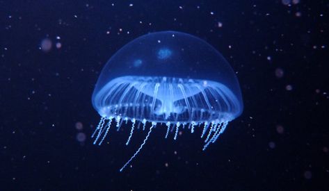 Crystal Jelly - vic high Crystal Jellyfish, Types Of Jellyfish, Jellyfish Species, Lion's Mane Jellyfish, Jellyfish Facts, Glaucus Atlanticus, Unique Jellyfish, Crystal Jelly, Sea Jellies