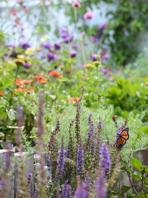 Bring these beautiful pollinators to your yard by following these tips. Monarch Butterfly Garden, Butterfly Garden Design, Garden Butterfly, Small Water Features, Hummingbird Garden, Butterfly Bush, Pollinator Garden, Green Lawn, Garden Club