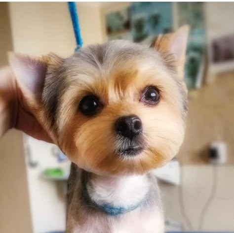 Yorkie Puppy Haircuts, Yorkshire Terrier Grooming, Yorkie Haircuts, Dog Grooming Styles, Top Dog Breeds, Dogs Grooming, Dog Haircuts, Grooming Style, Yorkie Dogs