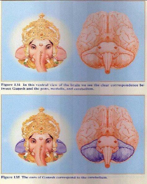 Ganesh and the brain Learn Reiki, Brain Anatomy, Black Consciousness, Magick Book, Spirit Science, Ancient Knowledge, Chakra Meditation, Logical Thinking, Ancient Wisdom