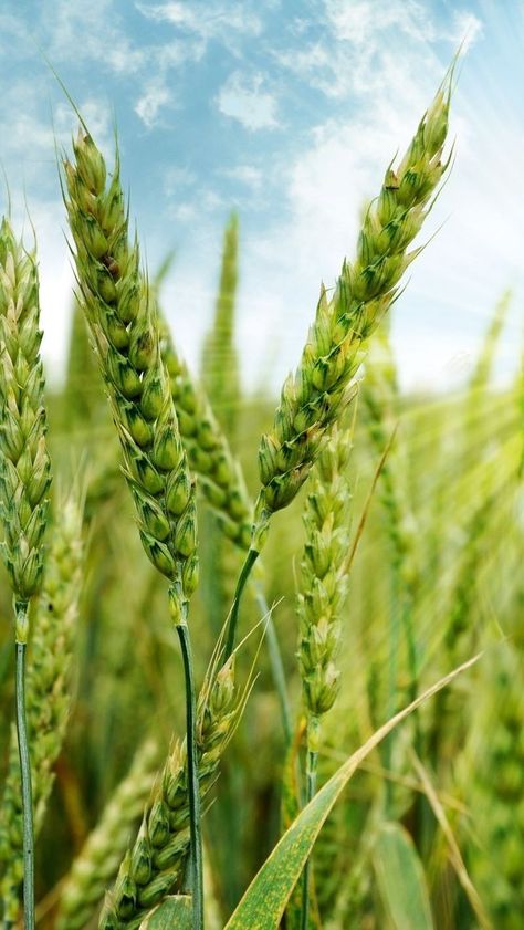 Wheat Field Drawing, Field Drawing, Unique Wallpapers, Spring Flower Arrangements, Create Christmas Cards, Autumn Magic, Grasses Garden, Wheat Field, Wheat Fields