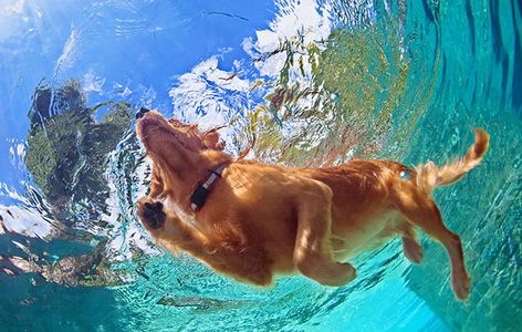 Swimming with your dog: ‘Like a cross between an Olympic diving final and the closing scene of Grease’ Dog Shock Collar, Dog Swimming, Shock Collar, Cute Dog Collars, Fancy Dog, Custom Dog Collars, Best Dog Training, Training Collar, Puppy Collars