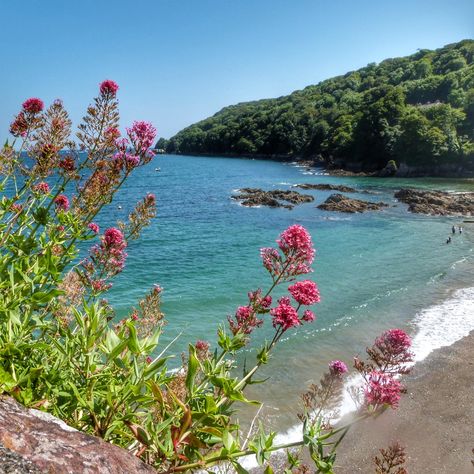 Kingsand, Cawsand, Cornwall UK Kingsand Cornwall, British Summertime, Cornwall Garden, I Just Want To Live, Cornwall Holiday, Apple Blossom Flower, Hd Aesthetic, Flowers In Vases, Cornwall Uk