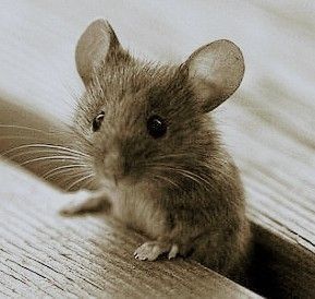 Little Critter, Cute Mouse, Cute Animal Photos, Hamsters, Rodents, Sweet Animals, Animal Photo, Cute Little Animals, Nature Animals