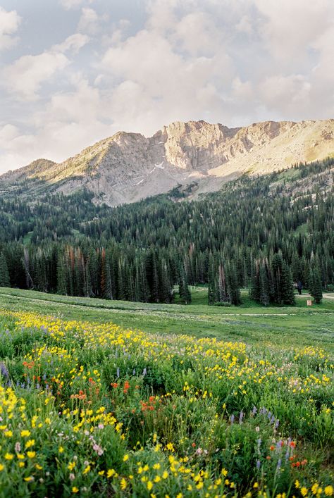 Albion Basin Utah, Albion Basin Photography, Alaska Honeymoon, Alta Utah, Albion Basin, Aesthetic Mountains, Alaska Photography, Nature Film, Mountain Vibes