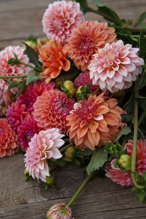 Dahlias Peaches N Cream, Daisy Duke and Linda’s Baby. Yard Flowers, Dahlia Bouquet, Daisy Duke, Dahlias Garden, Gladioli, Cut Flower Garden, Colored Flowers, Peaches N Cream, Olive Garden