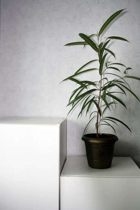 Ficus Alii, Garden Accessories, Indoor Plants, House Plants, Planter Pots, Lighting, Plants, Flowers