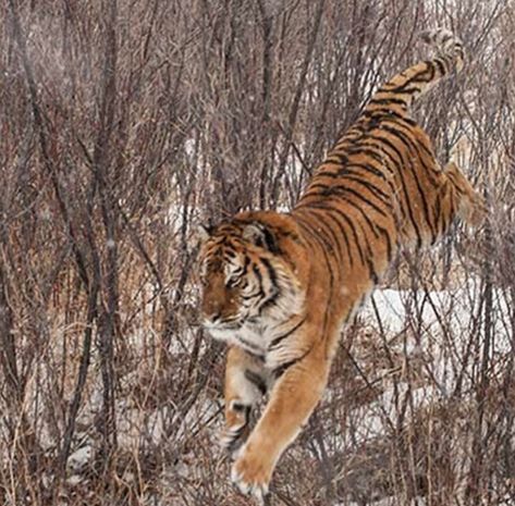 Tiger Walking Down, Tiger Dynamic Pose, Tiger Climbing Down, Dynamic Tiger Poses, Tiger Reference Photo, Tiger Snake Tattoo, Tiger Poses, Running Tiger, Tiger Reference