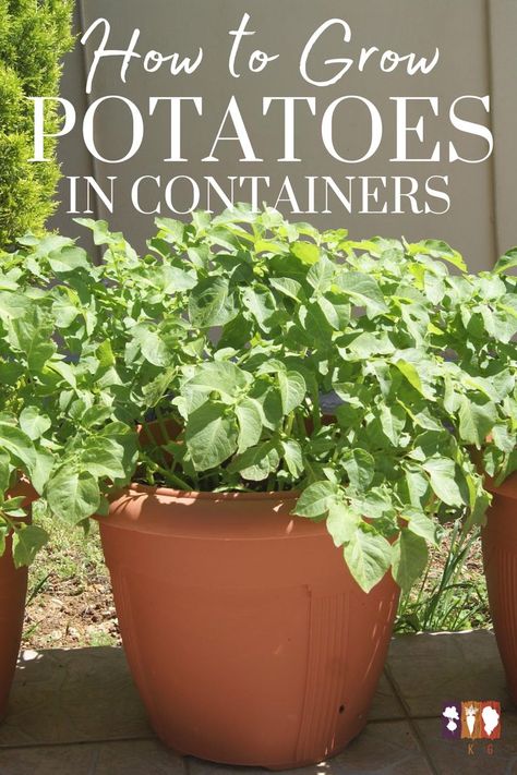 Grow potatoes on your patio or porch with these easy container gardening tips for the best potatoes ever! Planting Seed Potatoes, Potatoes In Containers, Grow Potatoes In Container, Container Potatoes, Grow Potatoes, Planting Potatoes, Easy Vegetables To Grow, Building A Raised Garden, Best Perennials