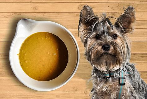 4 Homemade Dog Gravy Recipes for Finicky Canines Homemade Dog Food Gravy, Dog Food Topper Recipe, Gravy For Dogs Homemade, Dog Food Gravy Recipe, Dog Gravy Recipe, Dog Food Gravy, Chicken Gravy From Broth, Dog Gravy, Foo Foo