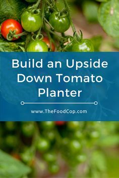 Upside Down Tomato Planter, Fruit And Vegetable Garden, Tomato Problems, Tomato Growers, Tomatoes In Containers, Tomato Planter, Growing Organic Tomatoes, Growing Tomato Plants, Types Of Tomatoes